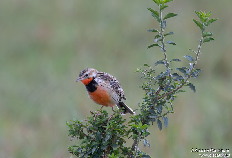 Rosy-throated Longclaw male adult breeding