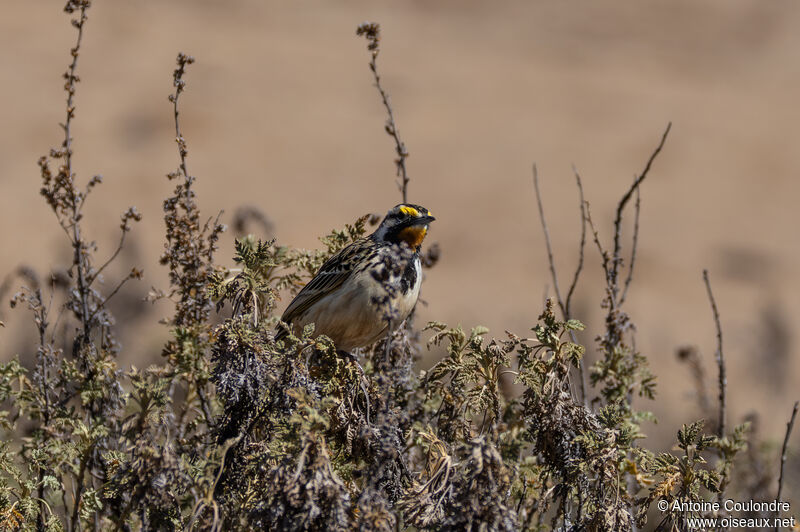 Sentinelle d'Abyssinieadulte