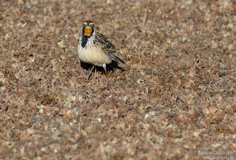 Sentinelle d'Abyssinieadulte