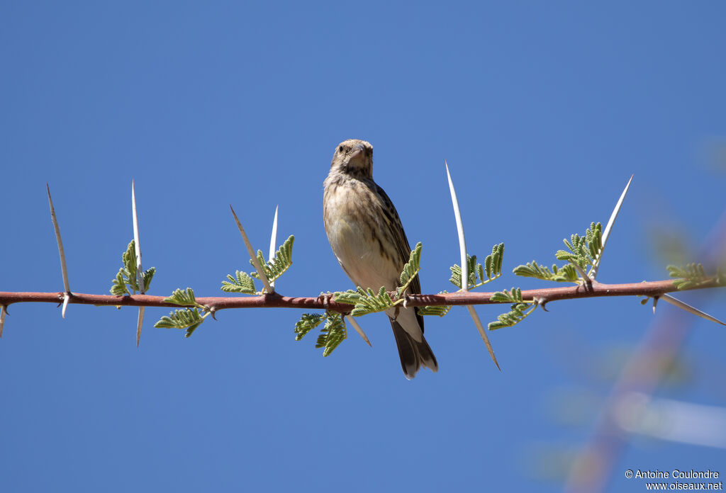 Serin à gorge noireadulte