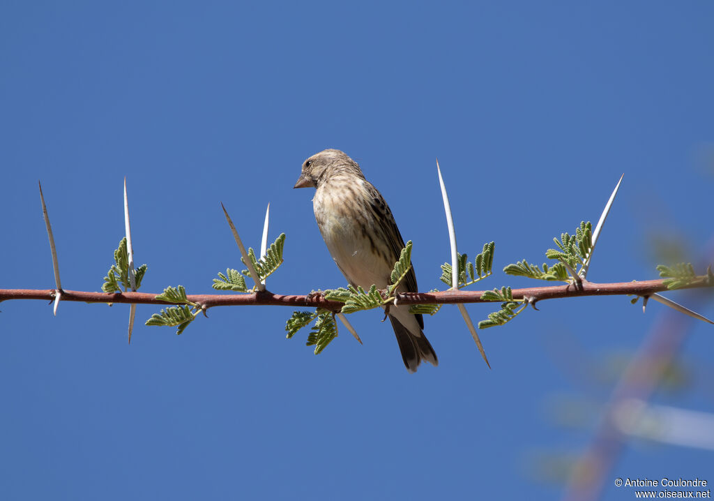 Serin à gorge noireadulte