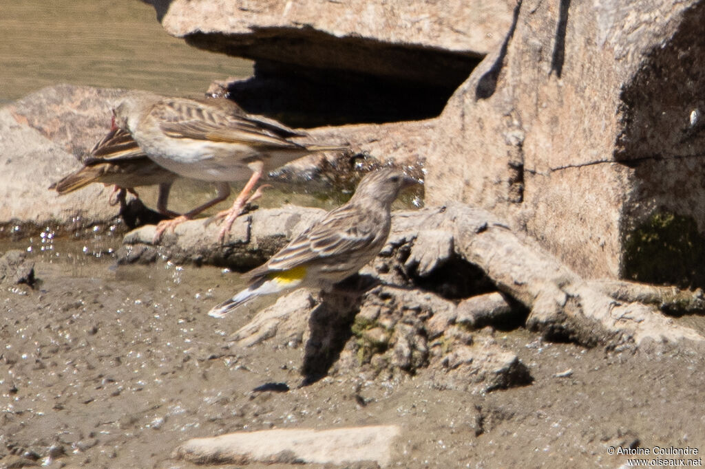 Serin à gorge noireadulte