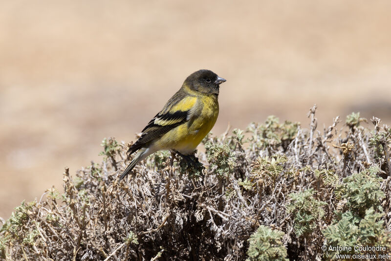 Serin à tête noire mâle adulte