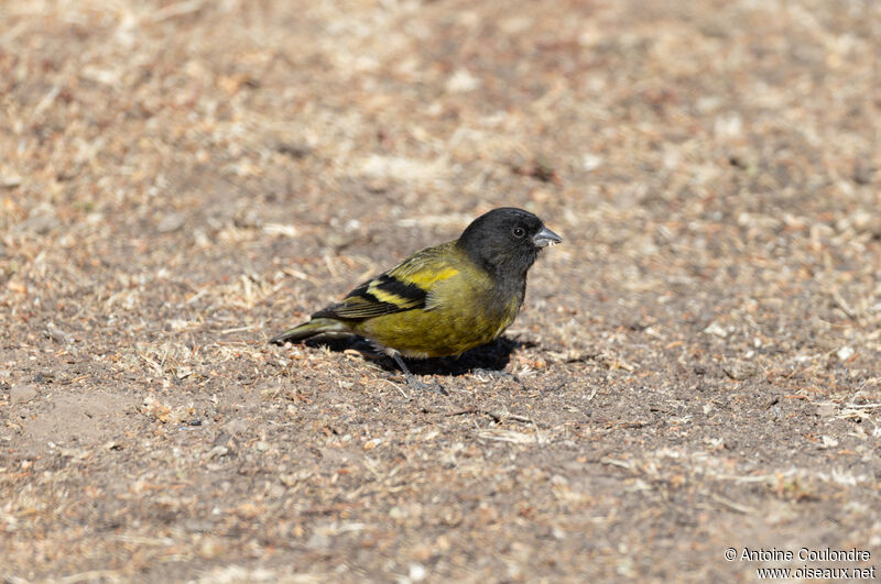 Serin à tête noire mâle adulte