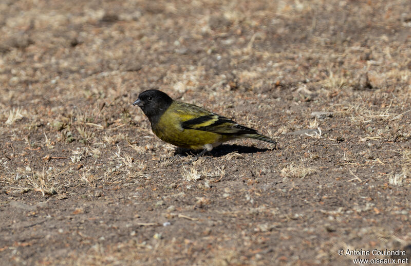 Serin à tête noire mâle adulte