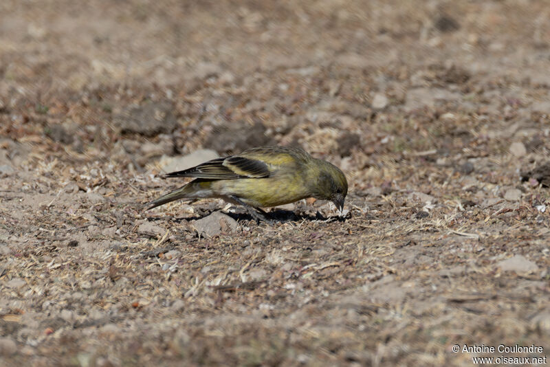 Serin à tête noire femelle adulte