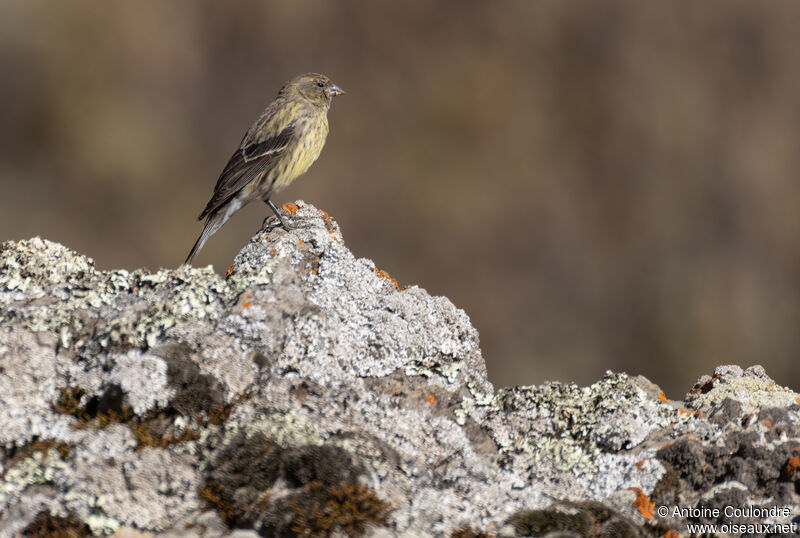 Serin à tête noire femelle adulte