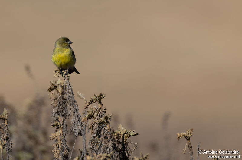 Serin à tête noire femelle adulte