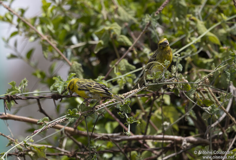 Serin à ventre blanc mâle adulte