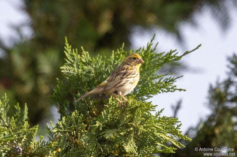 Serin cini mâle adulte nuptial