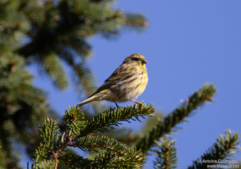 European Serin male adult post breeding