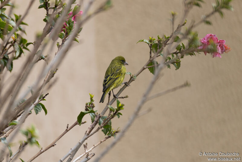 Serin d'Abyssinie femelle adulte