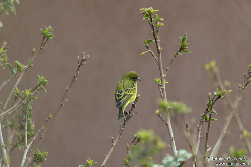 Serin d'Abyssinie femelle adulte