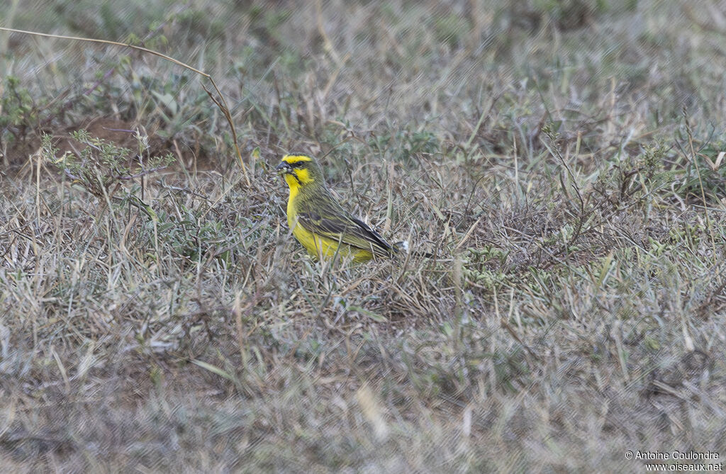 Serin du Mozambiqueadulte
