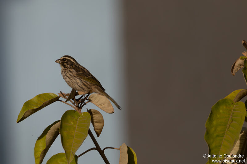 Serin strié