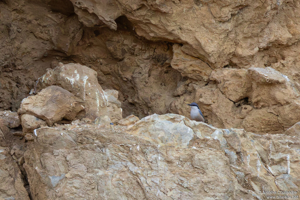 Western Rock Nuthatch