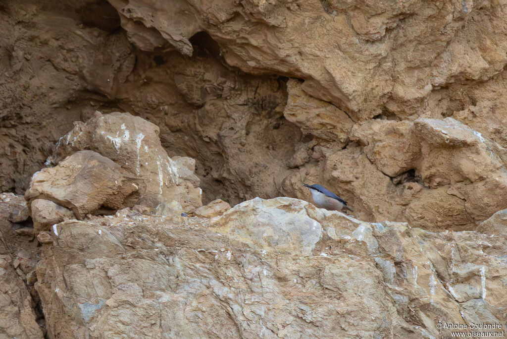 Western Rock Nuthatch