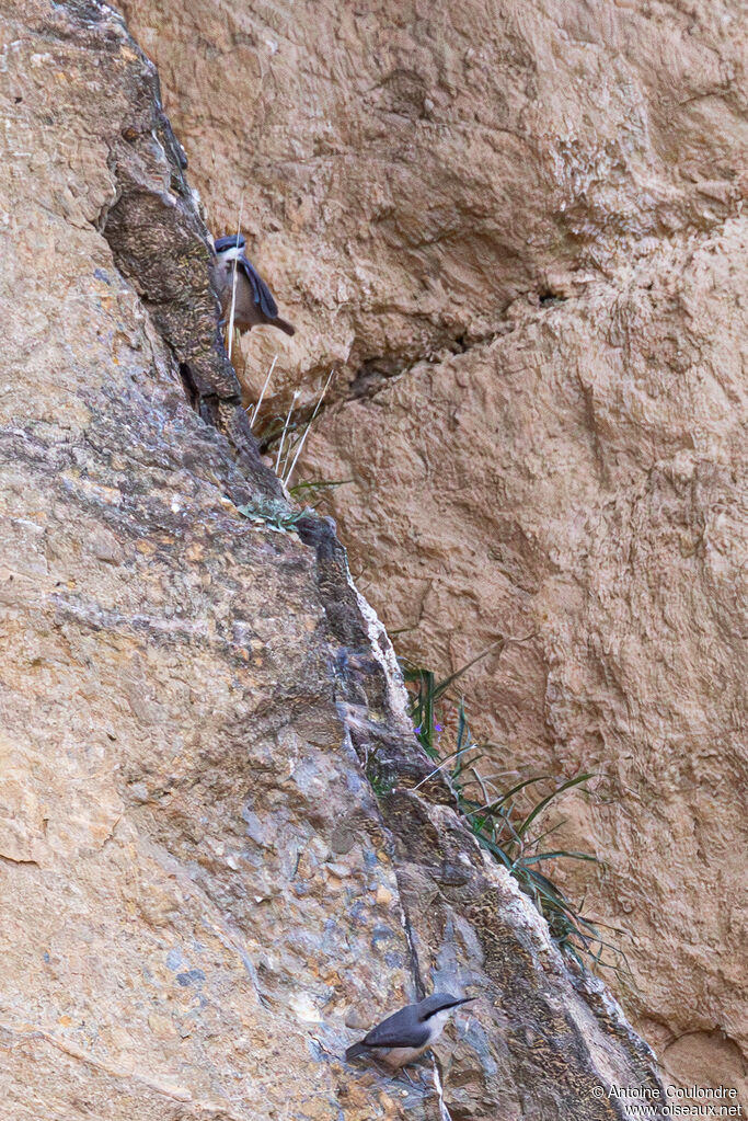 Western Rock Nuthatch