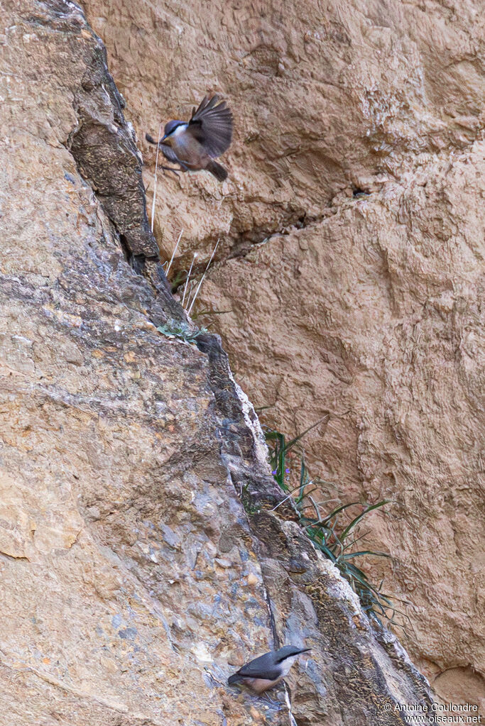 Western Rock Nuthatch