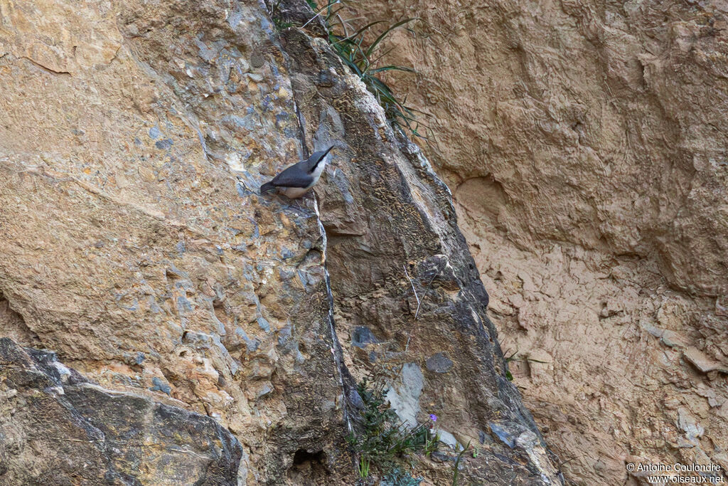 Western Rock Nuthatch