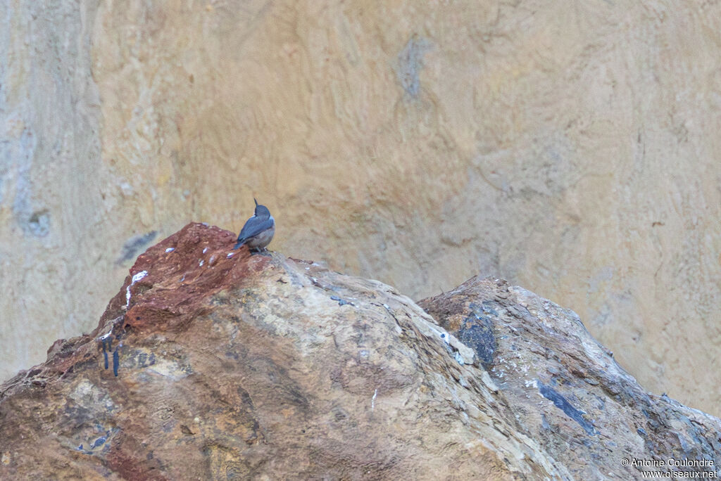 Western Rock Nuthatch