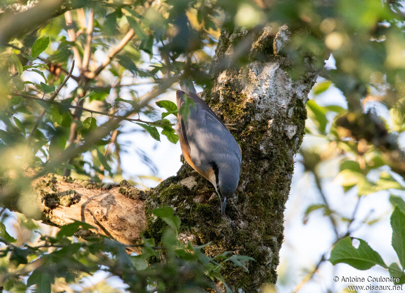 Eurasian Nuthatchadult