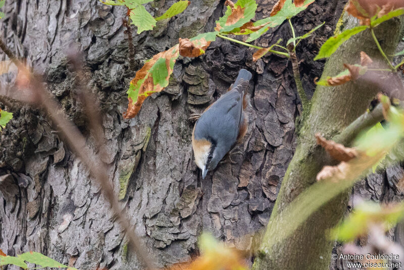 Eurasian Nuthatchadult