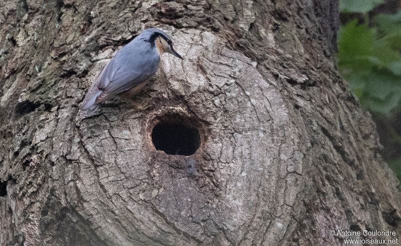 Eurasian Nuthatchadult, Reproduction-nesting