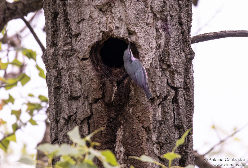 Eurasian Nuthatchadult, Reproduction-nesting