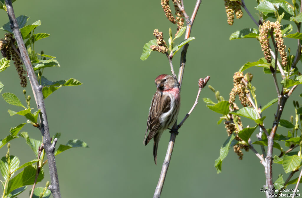 Redpoll male adult breeding, song
