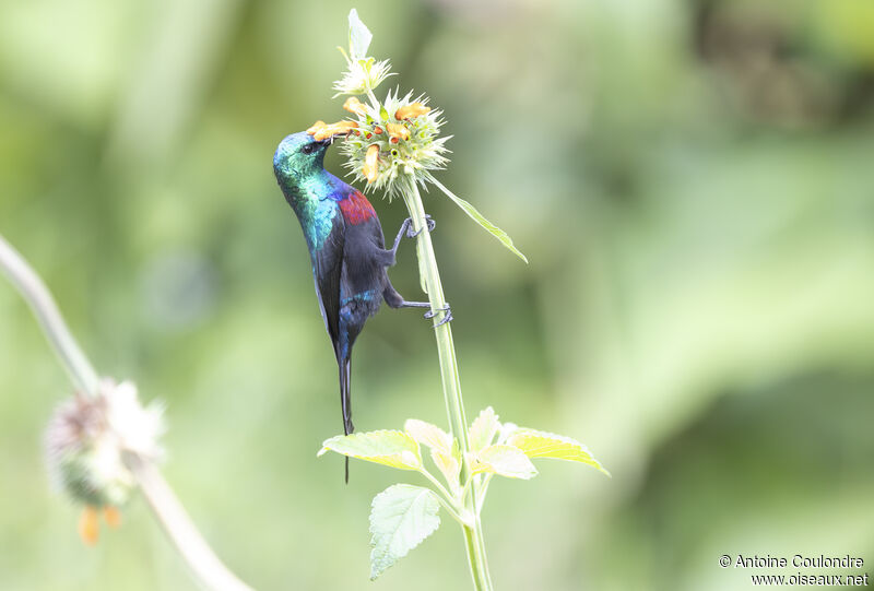 Red-chested Sunbird male adult