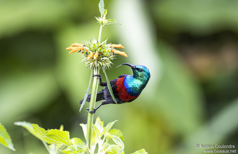 Red-chested Sunbird male adult