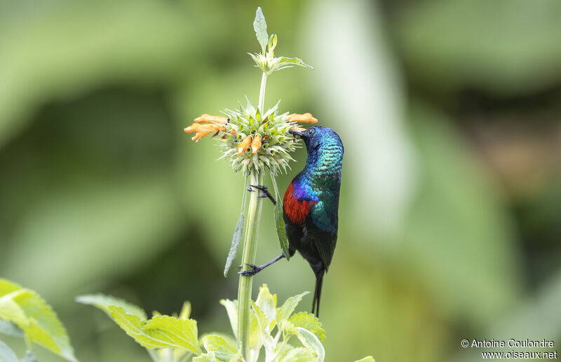 Red-chested Sunbird male adult