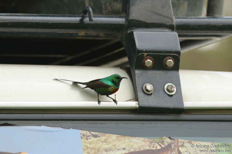 Beautiful Sunbird male adult