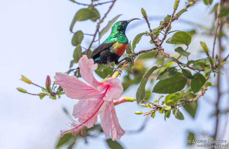 Beautiful Sunbird male adult