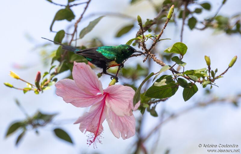 Beautiful Sunbird male adult