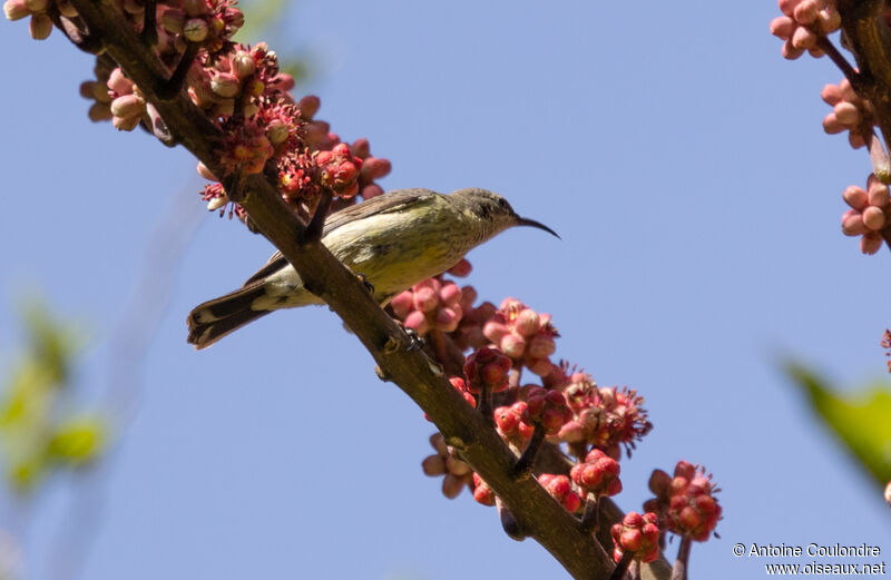 Beautiful Sunbird female adult