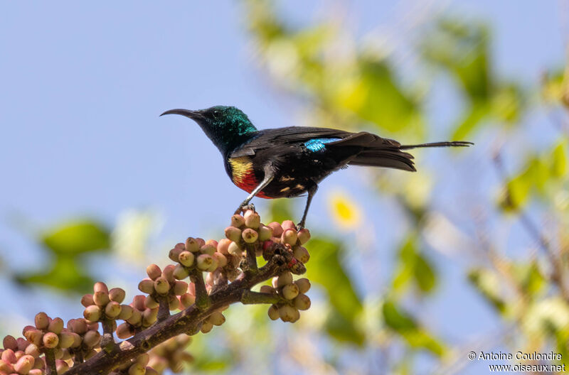 Beautiful Sunbird male adult