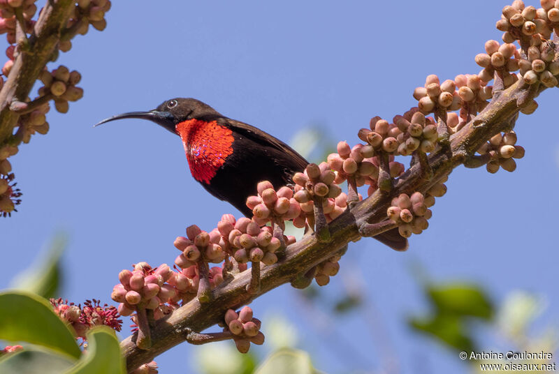 Scarlet-chested Sunbird male adult