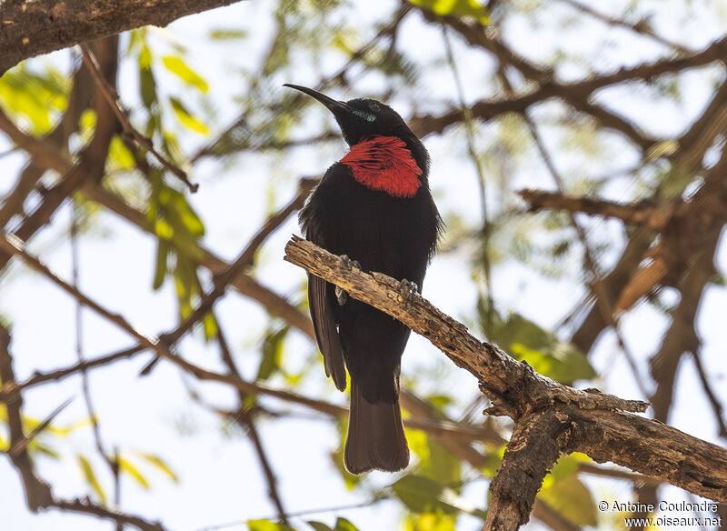 Scarlet-chested Sunbird male adult