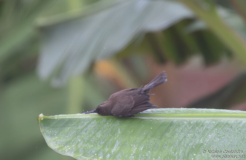 Scarlet-chested Sunbird female adult