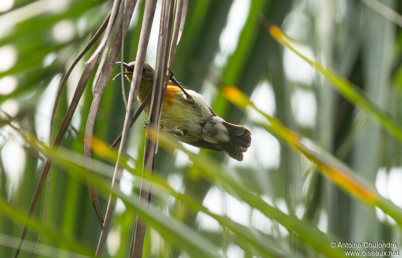 Olive-bellied Sunbird female adult