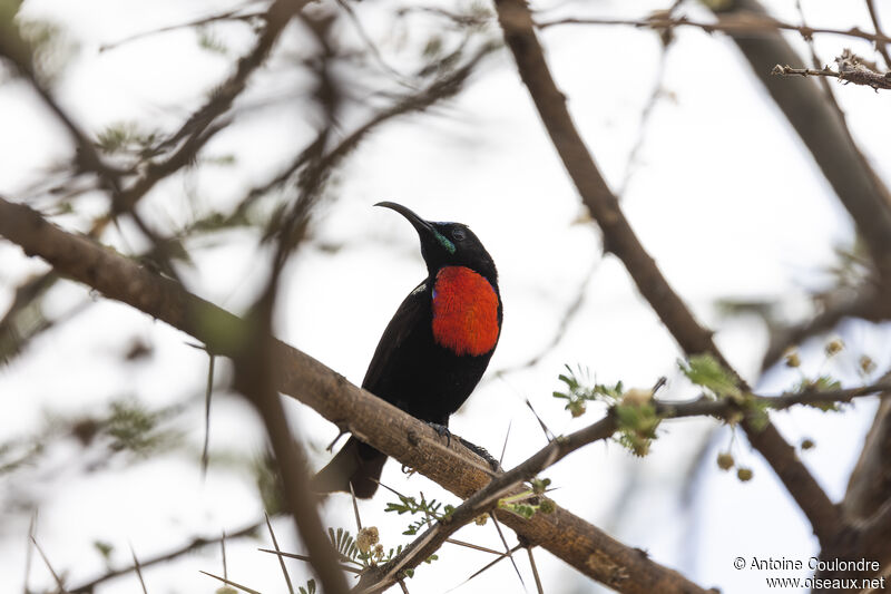 Hunter's Sunbird male adult