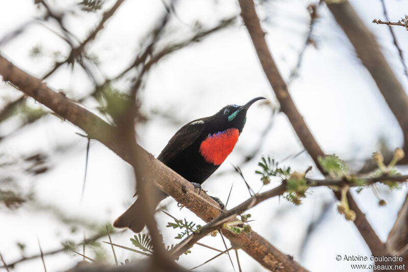 Hunter's Sunbird male adult