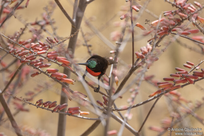 Hunter's Sunbird male adult