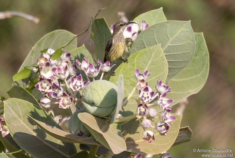 Hunter's Sunbird female adult