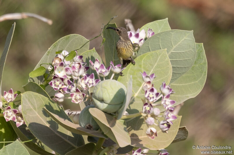 Hunter's Sunbird female adult