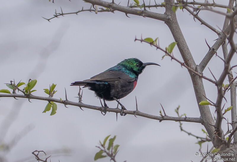 Marico Sunbird male adult