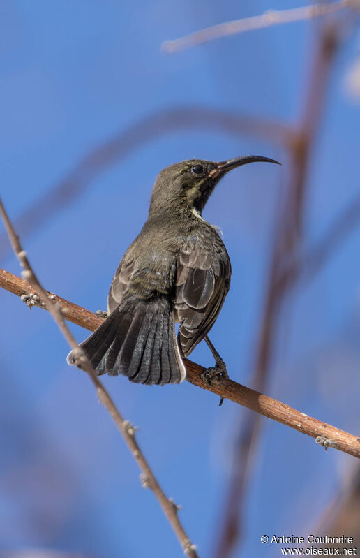 Marico Sunbird female adult