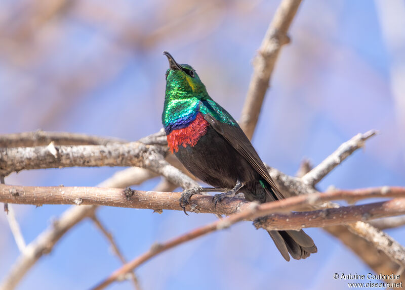 Marico Sunbird male adult